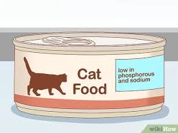 Trauma, toxins, and infection are also causes. How To Feed A Cat With Kidney Problems 11 Steps With Pictures