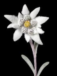 Check spelling or type a new query. Edelweiss Flower Tattoo Com