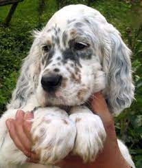 English Setter Puppy English Setter Puppies English Setter Dogs Setter Puppies