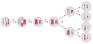 The origin and function of meiosis are currently not well understood scientifically, and would provide fundamental insight into the evolution of sexual reproduction in eukaryotes. Linked Genes Definition Explanation And Quiz Biology Dictionary