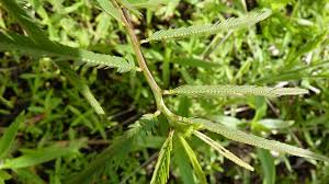 Image result for Chamaecrista grantii