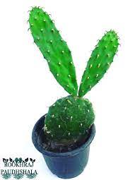 Prickly pear cactus represent about a dozen species of the opuntia genus (family cactaceae) in the north american deserts. Raj Garden Plants Nagfani Prickly Pear Nagphani Cactus Small Medicinal Live Plant Trust The Herb
