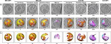 Named scottsdale in 1894 after its founder winfield scott, a retired u.s. High Resolution Structures Of Hiv 1 Gag Cleavage Mutants Determine Structural Switch For Virus Maturation Pnas