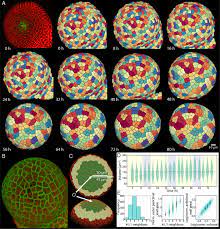 Many plant cells are green. Cell Size And Growth Regulation In The Arabidopsis Thaliana Apical Stem Cell Niche Pnas