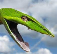 The Green Vine Snake Ahaetulla Nasuta Vine Snake Snake Animal Planet