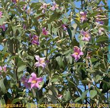 Image result for Lagunaria patersonia