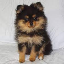These fluffy, playful, and lovable pom mix puppies are a cross between a pomeranian and another dog breed. Pomchi Pomeranian Chihuahua Mix Info Temperament Puppies Pictures