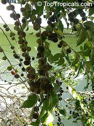 Image result for Dovyalis macrocalyx
