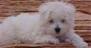 Wee Chon Pedros Flavour Baby Puppies Dog Breeds Bichon