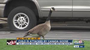 An upstate man reportedly strangled a canada goose that he said attacked him at a gas station. Child Attacked By Canada Goose Youtube