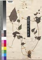 Image result for Raphidiocystis jeffreyana