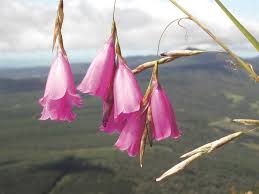 Image result for Dierama formosum