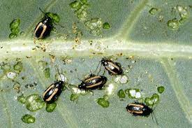 How to get rid of flea beetles in garden. Flea Beetle Wikipedia
