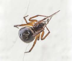 In urban areas of north america, false black widow spiders are quickly displacing. Common Spider Species Rentokil Pest Control