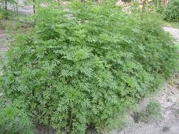 Umum mengetahui khinzir adalah haram sama ada disentuh, dibela atau dimakan oleh manusia. Ulam Raja Tanam Pokok Ulam Raja