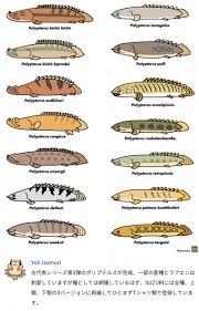 Identifying Bichir Species Monsterfishkeepers Com