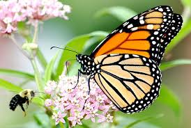 To save them, the u.s. Monarch Butterfly U S Fish And Wildlife Service