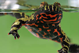 Oriental Fire-bellied Toad