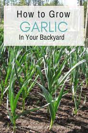 How To Grow Garlic In Canada And Northern Gardens Planting Garlic Growing Garlic When To Plant Garlic