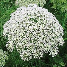 Ammi Majus Flower Meaning Best Flower Wallpaper