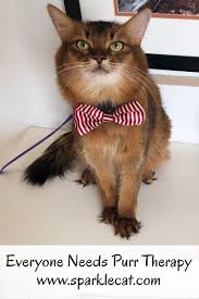 Spreading Purr Therapy Therapy Cat Purring Clever Animals