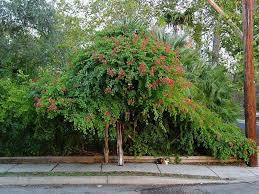 Image result for Bauhinia galpinii