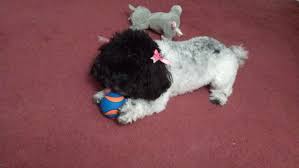 Black And White Parti Toy Poodle Cute Parti Poodle Adorable Parti Poodle Parti Poodle Poodle Toy Poodle