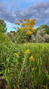 Image result for Renealmia susanneae-katziae