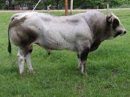 All of our animals shipped out of georgia are shipped with health certificates in compliance with applicable state law. 32 Piedmontese Cattle Ideas Cattle Farm Yard Livestock