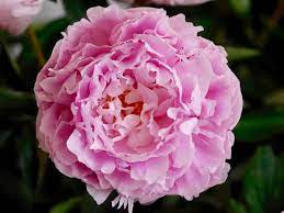 Peonie fiori simili alle rose : Fiori Simili Alle Rose Nome