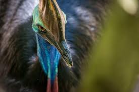 Image result for Nesaea sarcophylla