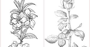 Maybe you would like to learn more about one of these? 16 Gambar Sketsa Tumbuhan Yang Gampang