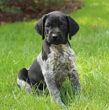English pointer puppy dog wildlife animal mahogany black framed picture (20x24). Pin On Puppies For Sale