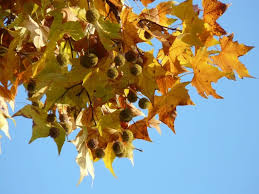 Mudah jer tanam pokok pisang berangan ni, menggunakan sulur pisang jer, murah dan dijamin berkesan, nak tengok. Apakah Ciri Dan Penjagaan Pokok Pisang Berkebun Hidup