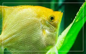 How do i help angelfish fry to survive? Angelfish Egg Stages The Complete Guide