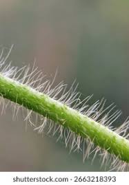 Image result for Tragia kirkiana