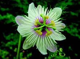 Image result for Passiflora foetida