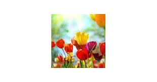 Rebecca Chamblee Correll Obituary (2024)