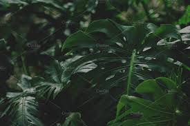 Dark Jungle Leaves Tropical Leaves Dark Leaves
