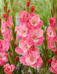 Image result for Gladiolus hollandii
