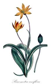 Image result for Camptorrhiza strumosa