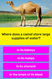 You can do this by dividing 15 gallons by 10 minutes. Where Does A Camel Store Large Trivia Answers Quizzclub