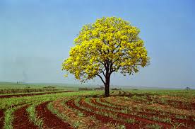 Resultado de imagem para belas imagens de campos floridos
