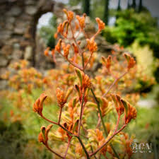 Image result for Anigozanthos