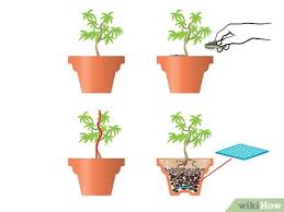 Feed the bonsai again in midsummer. How To Start A Bonsai Tree With Pictures Wikihow