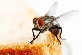 Comment Faire Fuir Les Mouches 8 Repulsifs Maisons Efficaces Et Non Nocifs