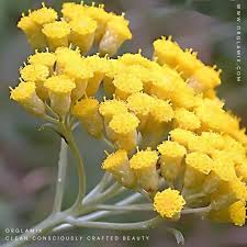 Image result for Helichrysum