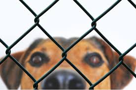 In many petco locations across the country, you can meet adoptable pets every day in one of our adoption habitats or on the weekends many of. Indianapolis Shelter S New Program Lets You Rent A Dog For A Day Wfms