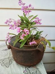 However, verbena is very sensitive to cold weather and can be easily damaged by winter frosts. Australian Native Orchids Garden Plants Design Australian Native Garden Australian Wildflowers
