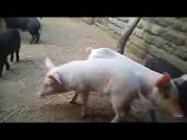 jayaram pig farming,odisha,m b j,kuliana,7846937514, - YouTube